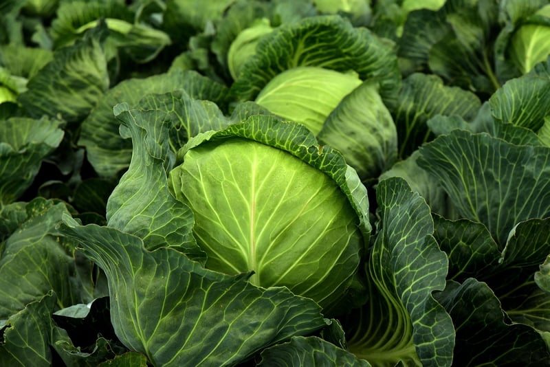 Healthy Food